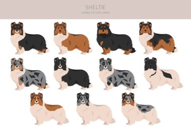 Sheltie, Shetland çoban köpeği klibi. Farklı pozlar, farklı renkler. Vektör illüstrasyonu