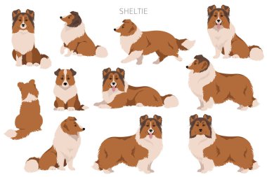 Sheltie, Shetland çoban köpeği klibi. Farklı pozlar, farklı renkler. Vektör illüstrasyonu