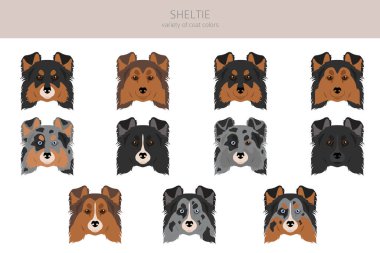 Sheltie, Shetland çoban köpeği klibi. Farklı pozlar, farklı renkler. Vektör illüstrasyonu