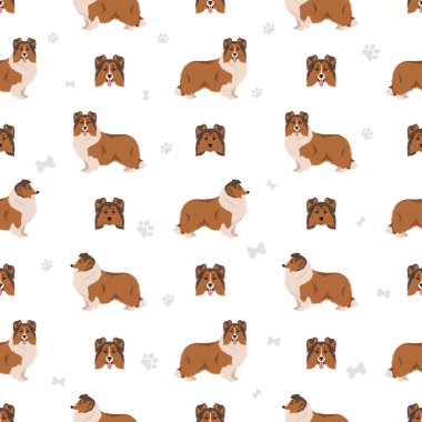 Sheltie, Shetland çoban köpeği kusursuz desen. Farklı pozlar, farklı renkler. Vektör illüstrasyonu