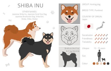 Shiba Inu, Japon küçük boy köpek kürkü renkleri, farklı pozlar. Vektör illüstrasyonu