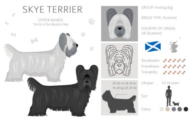 Skye terrier ceket renkleri, farklı pozlar. Vektör illüstrasyonu