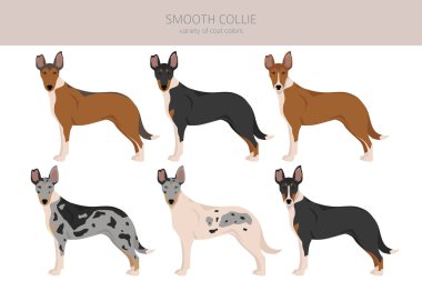 Pürüzsüz Collie ceket renkleri, farklı pozlar. Vektör illüstrasyonu