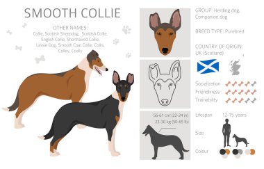 Pürüzsüz Collie ceket renkleri, farklı pozlar. Vektör illüstrasyonu