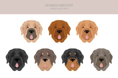 İspanyol Mastiff ceket renkleri, farklı pozlar. Vektör illüstrasyonu
