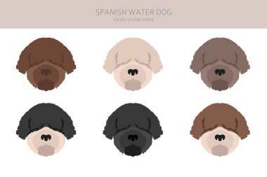 İspanyol su köpeği kürkü renkleri, farklı pozlar. Vektör illüstrasyonu