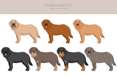 İspanyol Mastiff ceket renkleri, farklı pozlar. Vektör illüstrasyonu