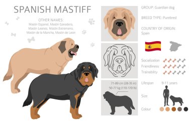 İspanyol Mastiff ceket renkleri, farklı pozlar. Vektör illüstrasyonu