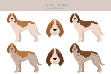 Spinone Italiano ceket renkleri, farklı pozlar. Vektör illüstrasyonu