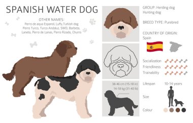 İspanyol su köpeği kürkü renkleri, farklı pozlar. Vektör illüstrasyonu