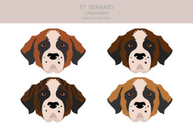 St Bernard uzun saçlı palto renkleri, farklı pozlar. Vektör illüstrasyonu