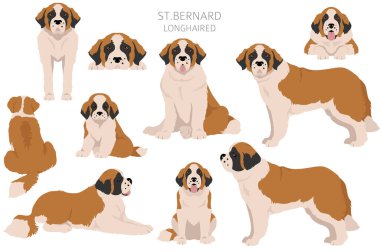 St Bernard uzun saçlı palto renkleri, farklı pozlar. Vektör illüstrasyonu
