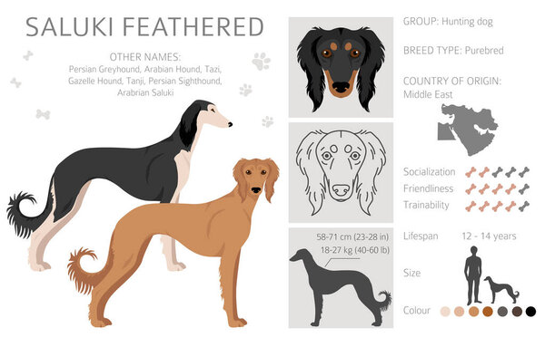 Saluki Feathered clipart. Разные позы, набор цветов пальто. Векторная иллюстрация