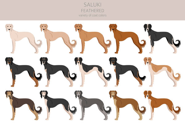 Saluki Feathered clipart. Разные позы, набор цветов пальто. Векторная иллюстрация