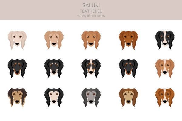 Saluki Feathered clipart. Разные позы, набор цветов пальто. Векторная иллюстрация