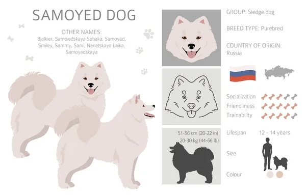 Samoyed Dog Clipart Posate Diverse Colori Del Cappotto Impostati Illustrazione — Vettoriale Stock