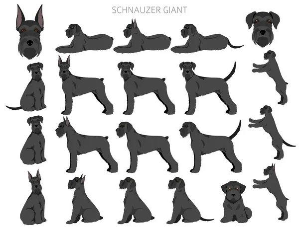Schhnauzer Giant Clipart Different Poses Coat Colors Set Vector Illustration — Stock Vector