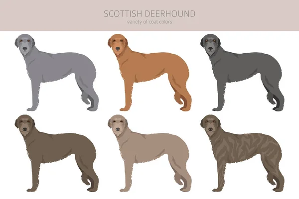 Scottish Deerhound Clipart Different Poses Coat Colors Set Vector Illustration — Vettoriale Stock
