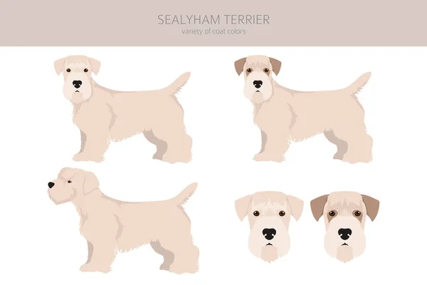 Sealyham Terrier Cliparts Verschiedene Posen Festgelegte Fellfarben Vektorillustration — Stockvektor