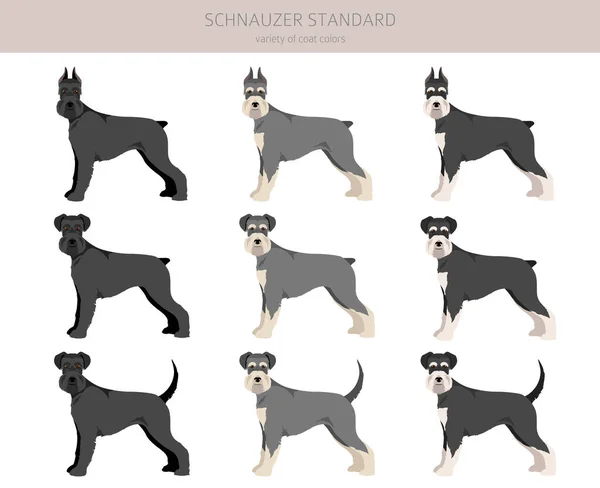 Schhnauzer Standard Clipart Different Poses Coat Colors Set Vector Illustration — ストックベクタ