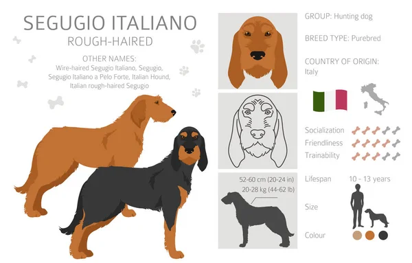 Segugio Italiano Szorstkie Włosy Clipart Różne Pozy Zestaw Kolorów Płaszcza — Wektor stockowy