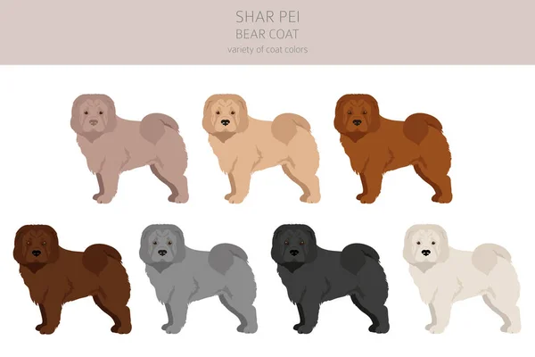 Shar Pei Bear Coat Clipart Different Poses Coat Colors Set — стоковый вектор