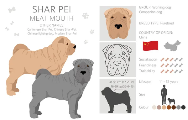 Shar Pei Modern Vlees Mond Clipart Verschillende Houdingen Jas Kleuren — Stockvector