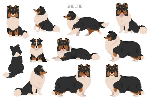 Sheltie Shetland Sheepdog Clipart Poses Diferentes Conjunto Cores Casaco Ilustração —  Vetores de Stock
