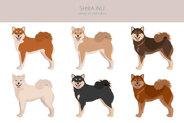 시바이 Shiba Inu 일본의 크기의 포즈를 취하는 부분이다 일러스트 — 스톡 벡터