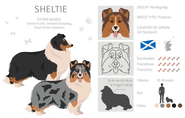 Sheltie, Shetland çoban köpeği klibi. Farklı pozlar, farklı renkler. Vektör illüstrasyonu