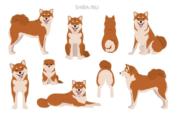 Shiba Inu Japonais Petites Couleurs Manteau Chien Différentes Poses Clipart — Image vectorielle