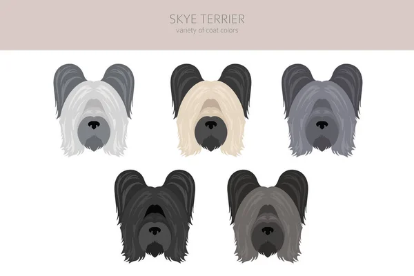 Skye Terrier Coat Colors Different Poses Clipart Vector Illustration — 스톡 벡터