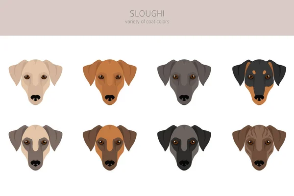 Sloughi Coat Colors Different Poses Clipart Vector Illustration — ストックベクタ