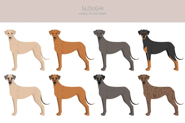 Sloughi外套的颜色 不同的姿势倾向 矢量说明 — 图库矢量图片