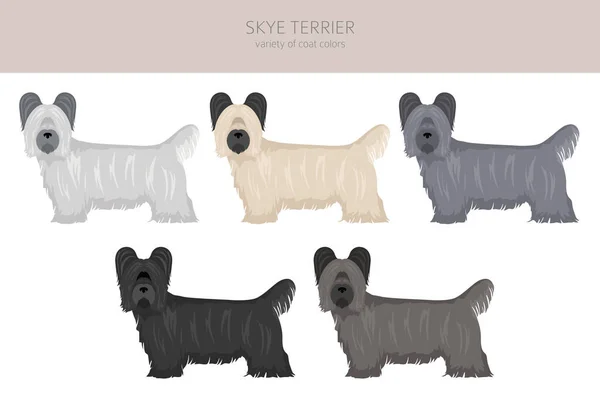 Skye Terrier Colores Capa Diferentes Poses Clipart Ilustración Vectorial — Vector de stock
