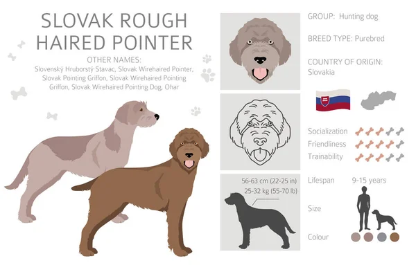 Slovak Rough Haired Pointer Coat Colors Different Poses Clipart Vector — ストックベクタ