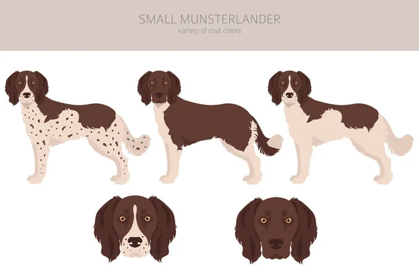 Pequeño Abrigo Munsterlander Colores Diferentes Poses Clipart Ilustración Vectorial — Vector de stock