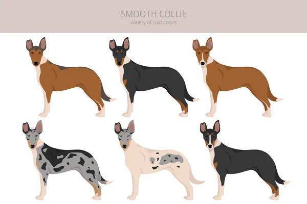 Smooth Collie Coat Colors Different Poses Clipart Vector Illustration — стоковый вектор
