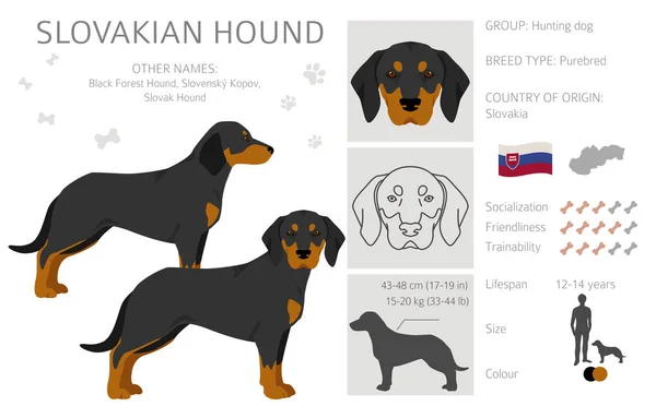 Slovakian Hound Coat Colors Different Poses Clipart Vector Illustration — Vettoriale Stock