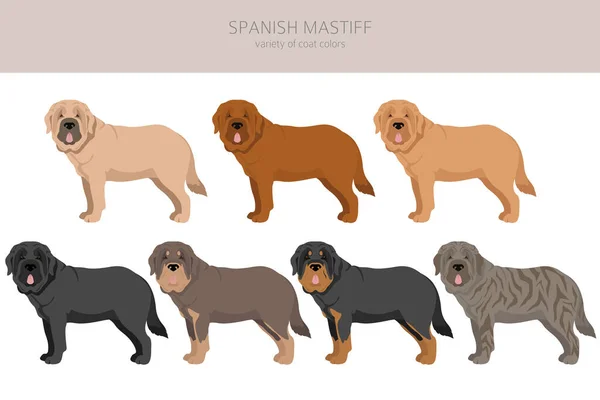 Hiszpański Mastiff Kolor Płaszcza Różne Pozy Clipart Ilustracja Wektora — Wektor stockowy