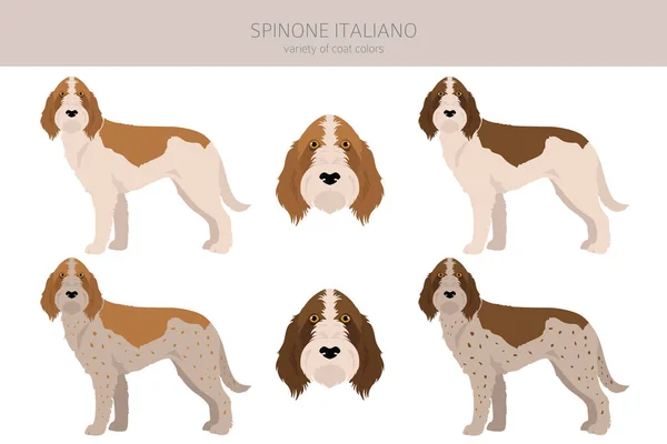 Kolory Płaszcza Spinone Italiano Różne Pozy Clipart Ilustracja Wektora — Wektor stockowy