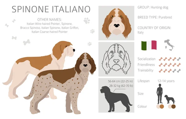 Kolory Płaszcza Spinone Italiano Różne Pozy Clipart Ilustracja Wektora — Wektor stockowy