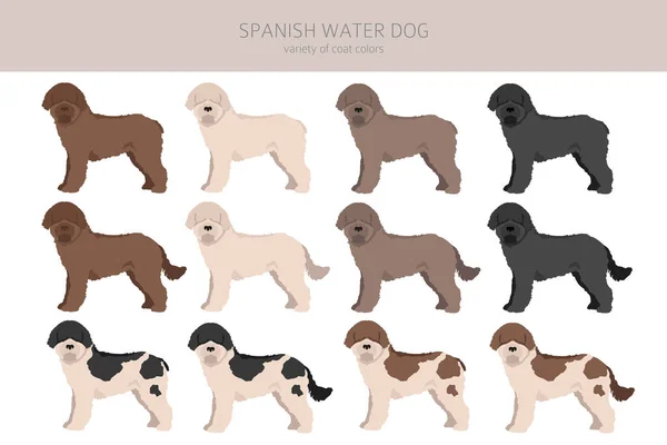 Spanische Fellfarben Für Wasserhunde Verschiedene Posen Cliparts Vektorillustration — Stockvektor