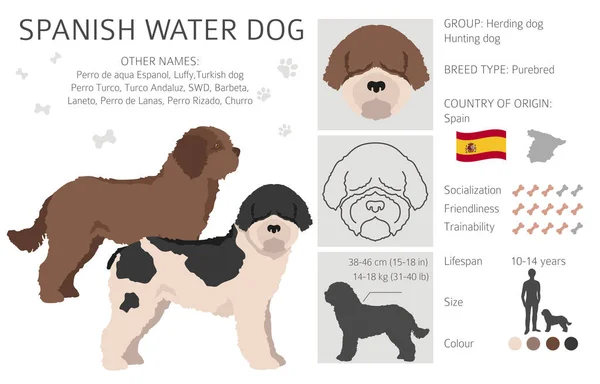 スペインの水の犬のコートの色 異なるポーズをクリアします ベクターイラスト — ストックベクタ