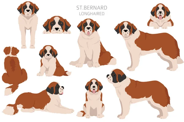 Bernard Longhaired Coat Colors Different Poses Clipart Vector Illustration — Stock Vector