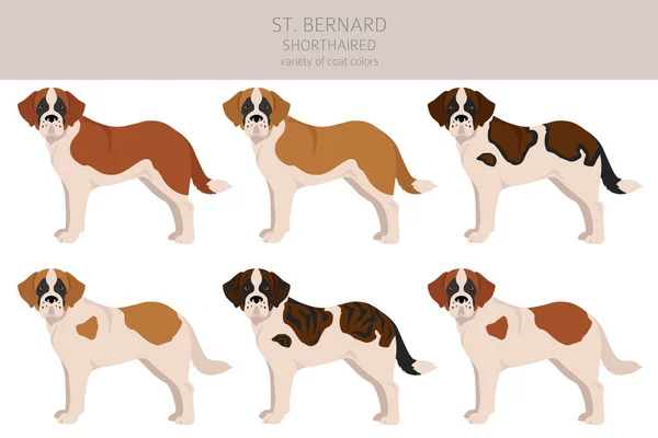 Bernard Shorthaired Coat Colors Different Poses Clipart Vector Illustration — Stock Vector