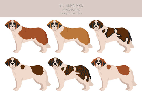 St Bernard longhaired coat colors, different poses clipart.  Vector illustration