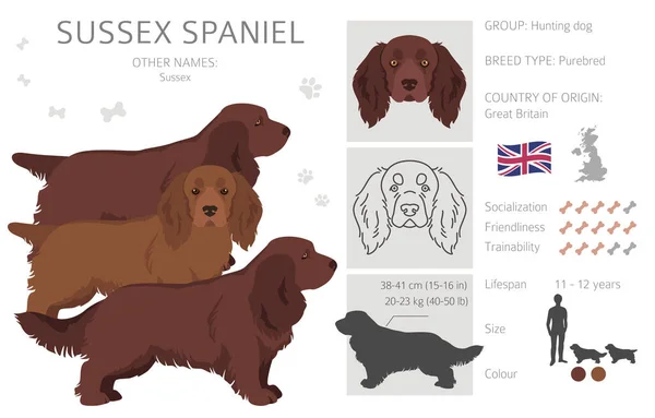 Sussex Spaniel Coat Colors Different Poses Clipart Vector Illustration — Vettoriale Stock