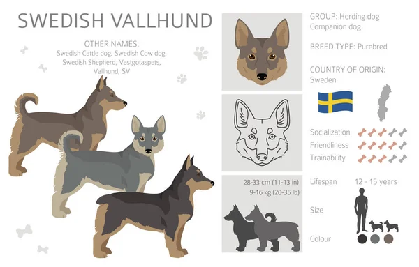 瑞典Vallhund外套的颜色 不同的姿势倾向 矢量说明 — 图库矢量图片