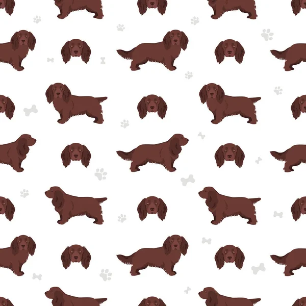 Sussex Spaniel ceket renkleri, farklı pozlar. Vektör illüstrasyonu